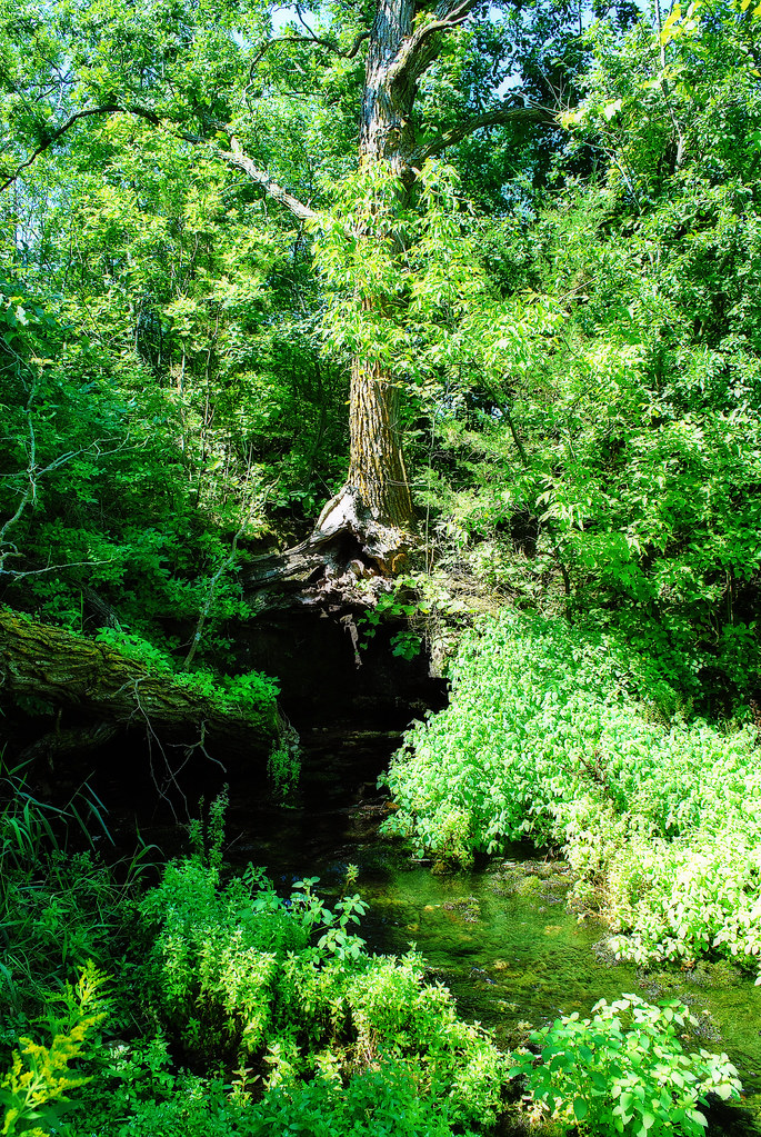 Kelly Springs, Kelly Creek Preserve, St. Croix Co., WI Flickr