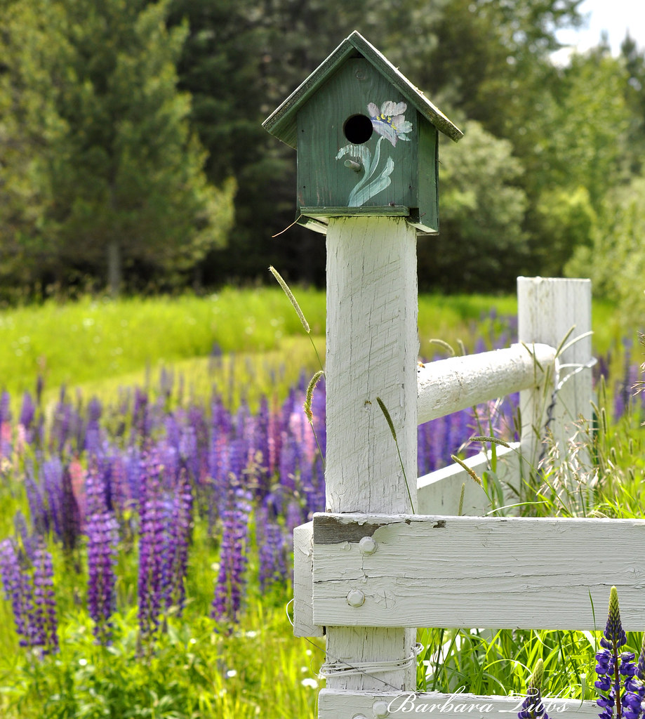 Green Birdhouse Fence Birdhouse Fence HFF Another one of… Flickr