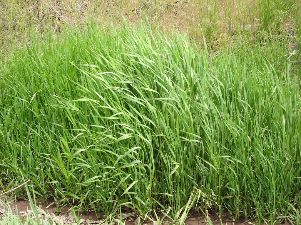 Grasses There were lots of neat grasses in Northeast Calif… Flickr