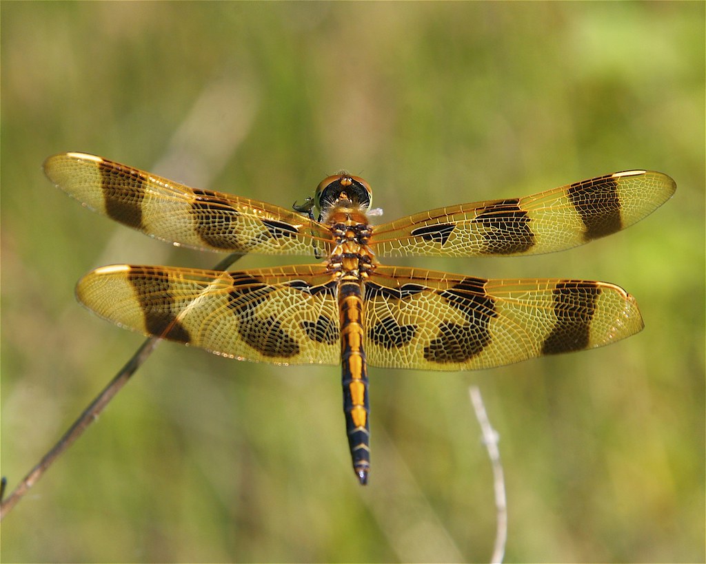 Male Halloween Pennant Dragonfly Celithemis eponina Dan Mullen Flickr