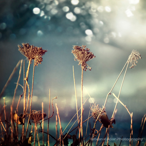 Unloved Flowers Weeds are flowers too, once you get to kno… Flickr