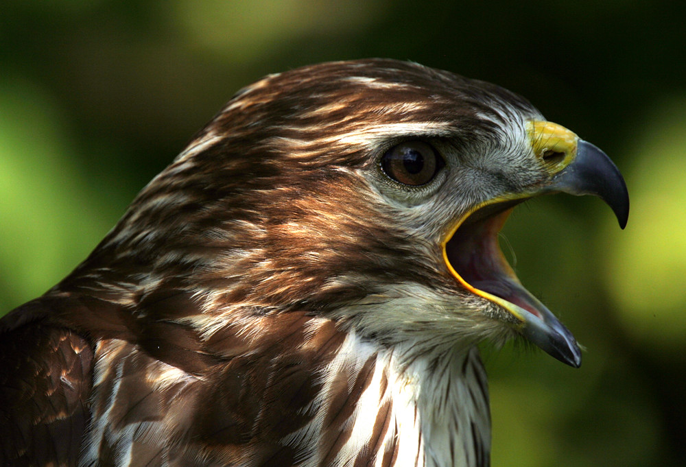 Common Buzzard The Common Buzzard, Buteo buteo, is a mediu… Flickr