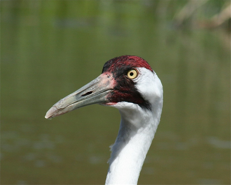 Whooping Cranes Baraboo WI May2010 Flickr