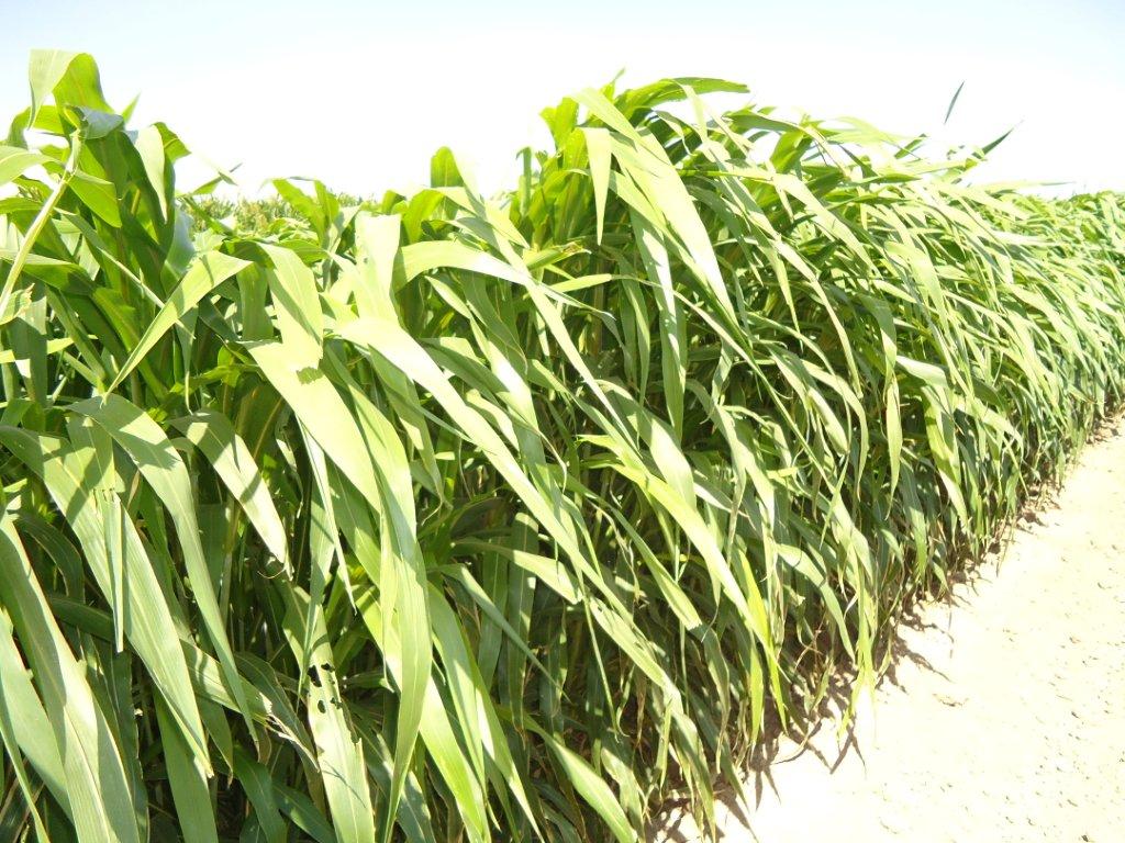 PAMPA VERDE BMR6 deliaanzaldua Flickr