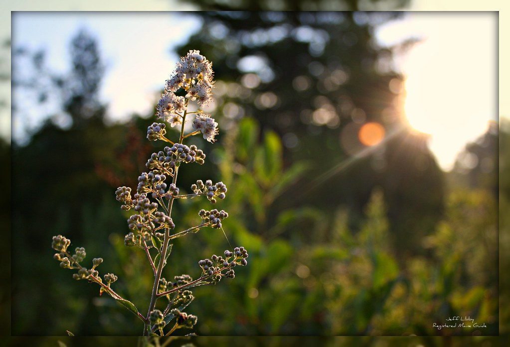 Jeff Libby of Limington Maine, Registered Guide, image tit… Flickr
