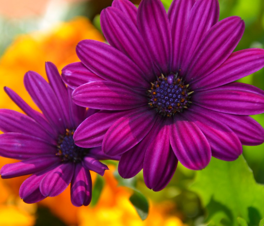 Nova Scotia 27 103 Lovely Purple Flowers, Cambridge, Nova … cherlane2009 Flickr