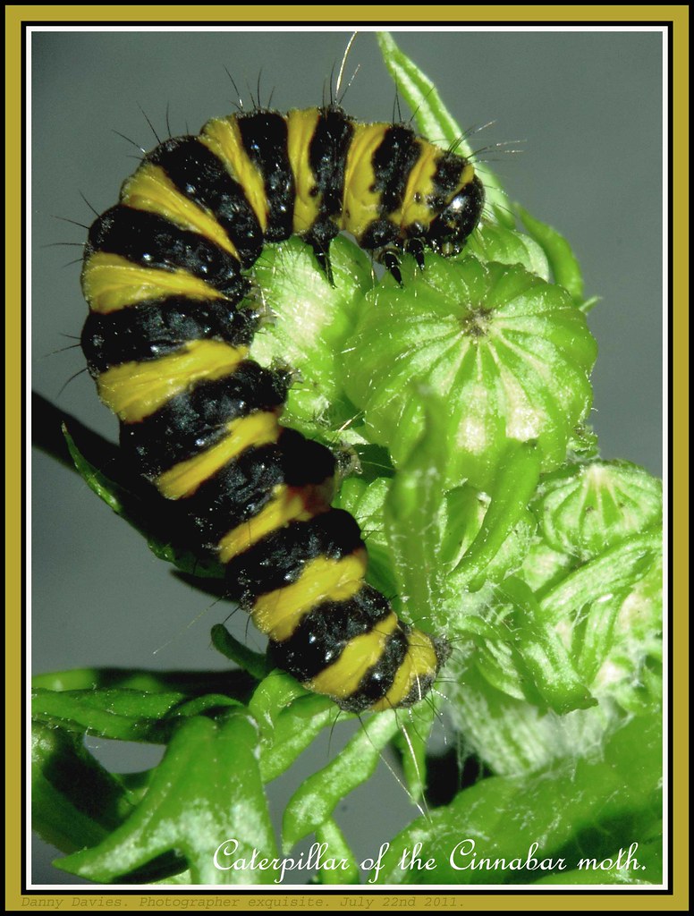 Black and orange caterpillar. My first this Summer. Caterp… Flickr