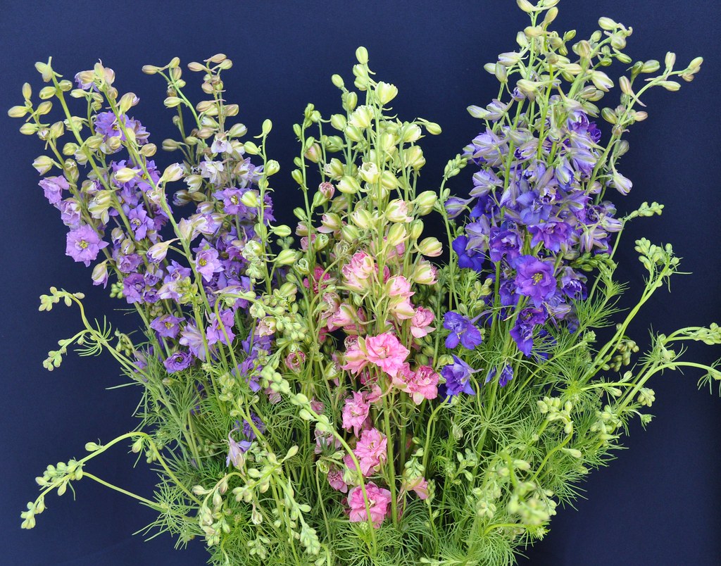 Larkspur Lavender, Pink and Purple Fiorebella Flickr