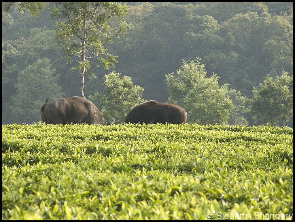 Bison bulls locking horns I was only carrying my 18105 le… Flickr