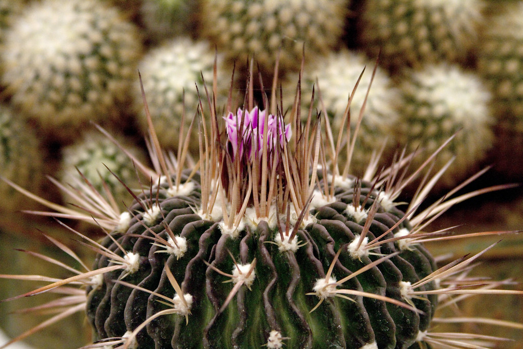 Echinofossulocactus pentacanthus Cactus and Succulent Society of