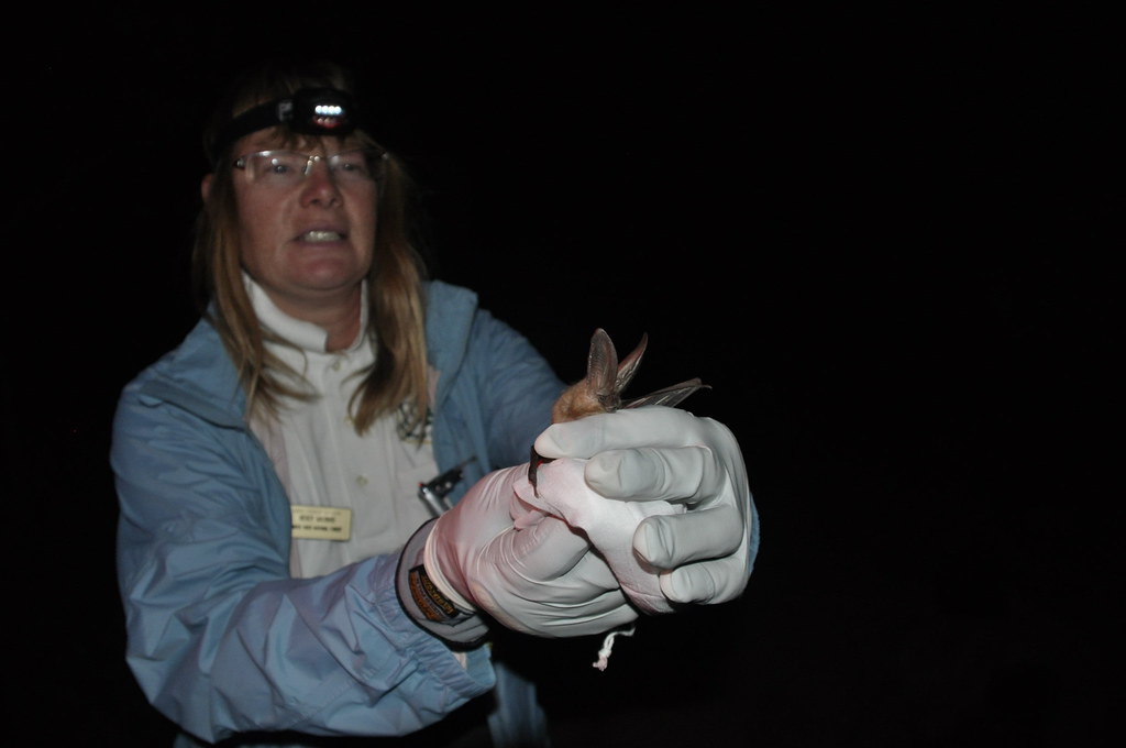 Wildlife biologist prepares to release bat Biologist prepa… Flickr