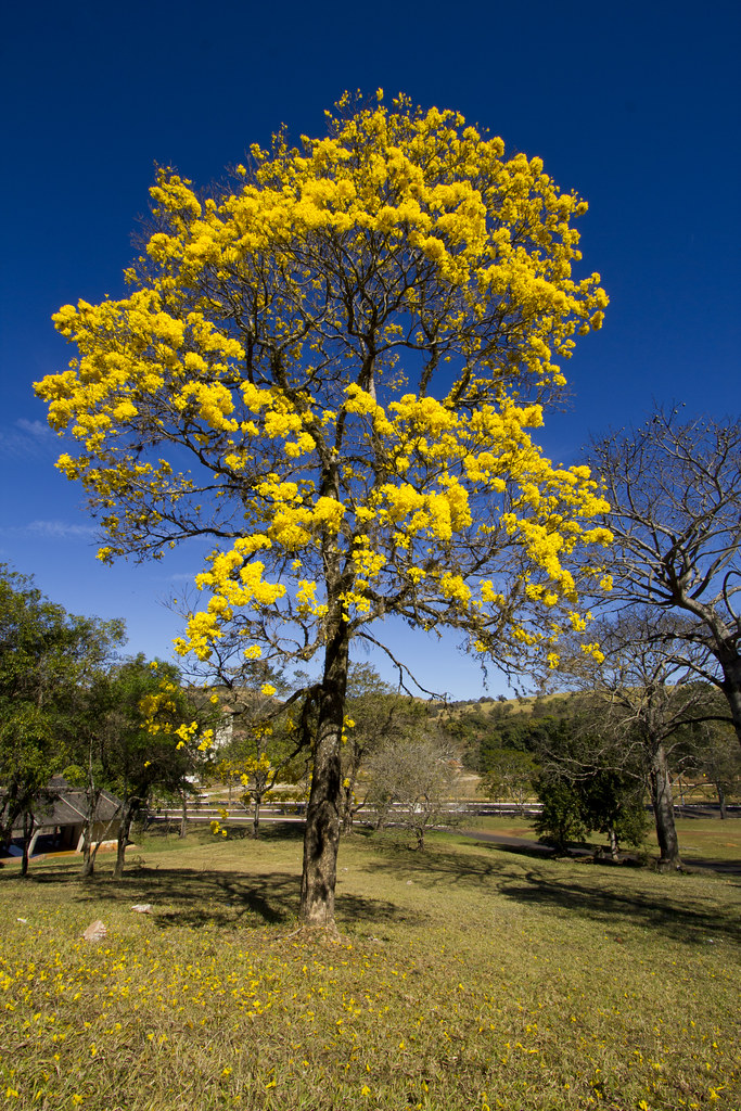 Golden Trumpet Tree (Ipê Amarelo) Tabebuia chrysotricha, c… Flickr