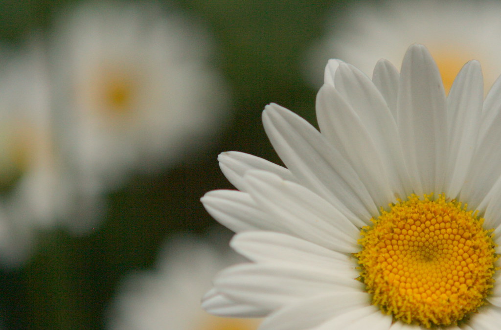 daisy daisy give me your answer please stacy Flickr