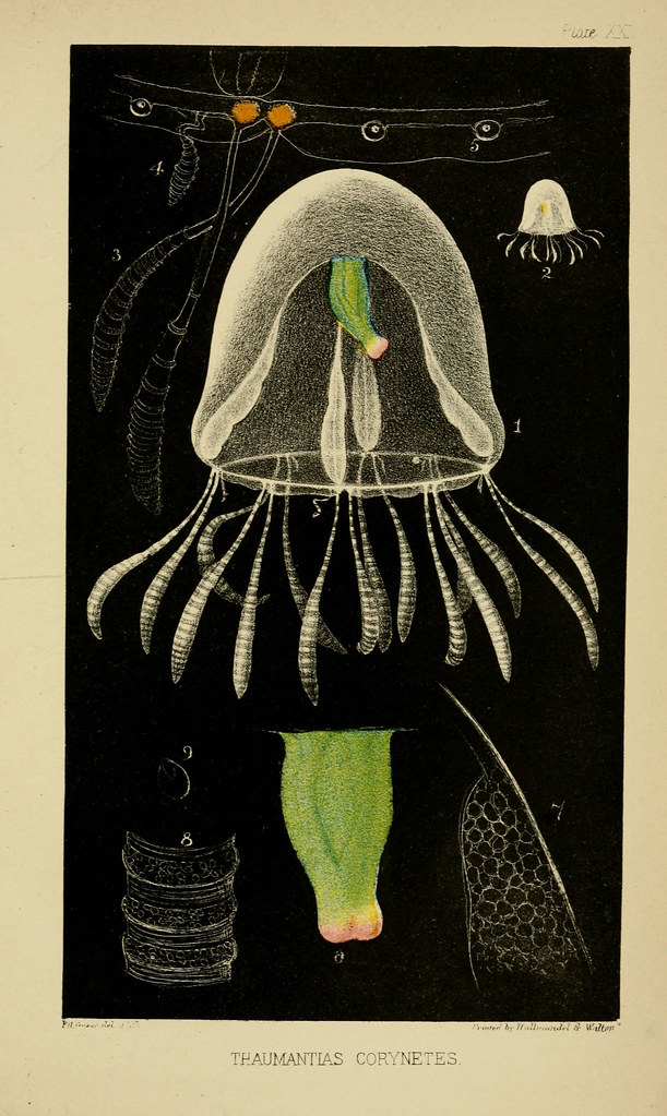 n500_w1150 A naturalist's rambles on the Devonshire coast … Flickr