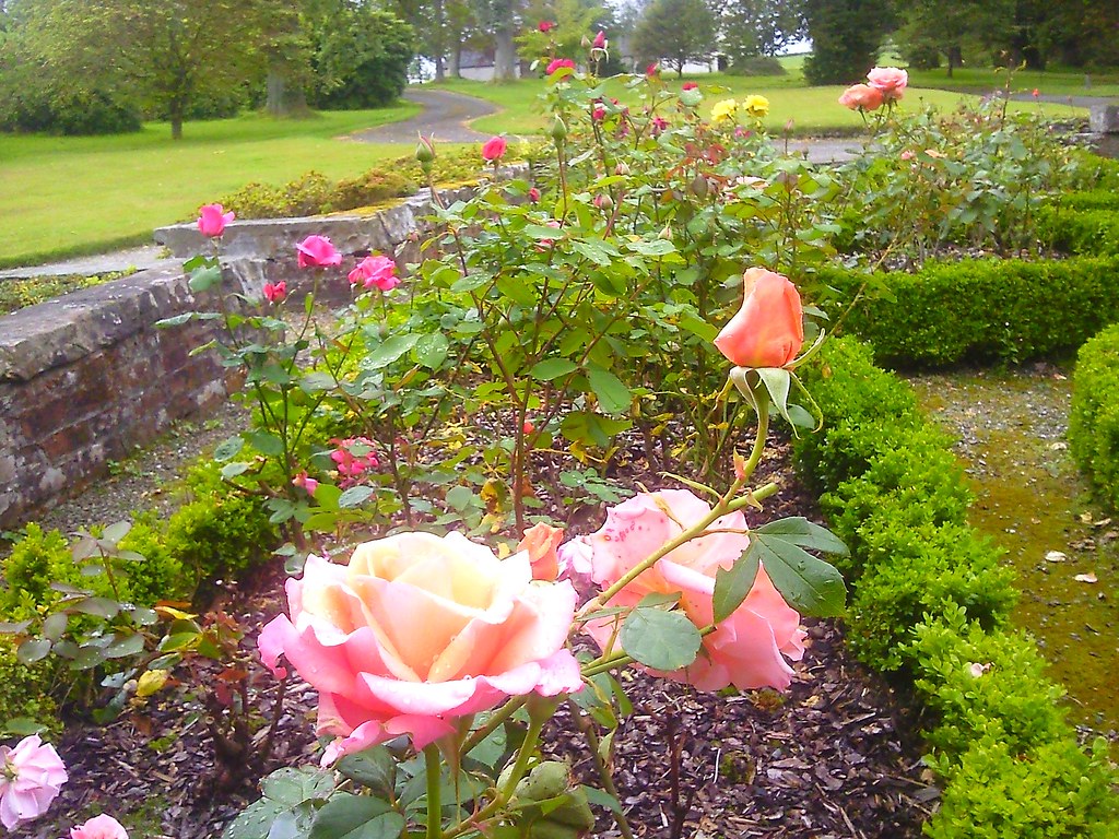 Roses at Geilston Gardens in Cardross, western Scotland Flickr