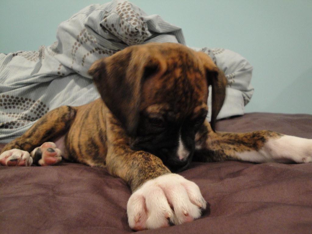 Big puppy paws! Malcolm22411 Flickr