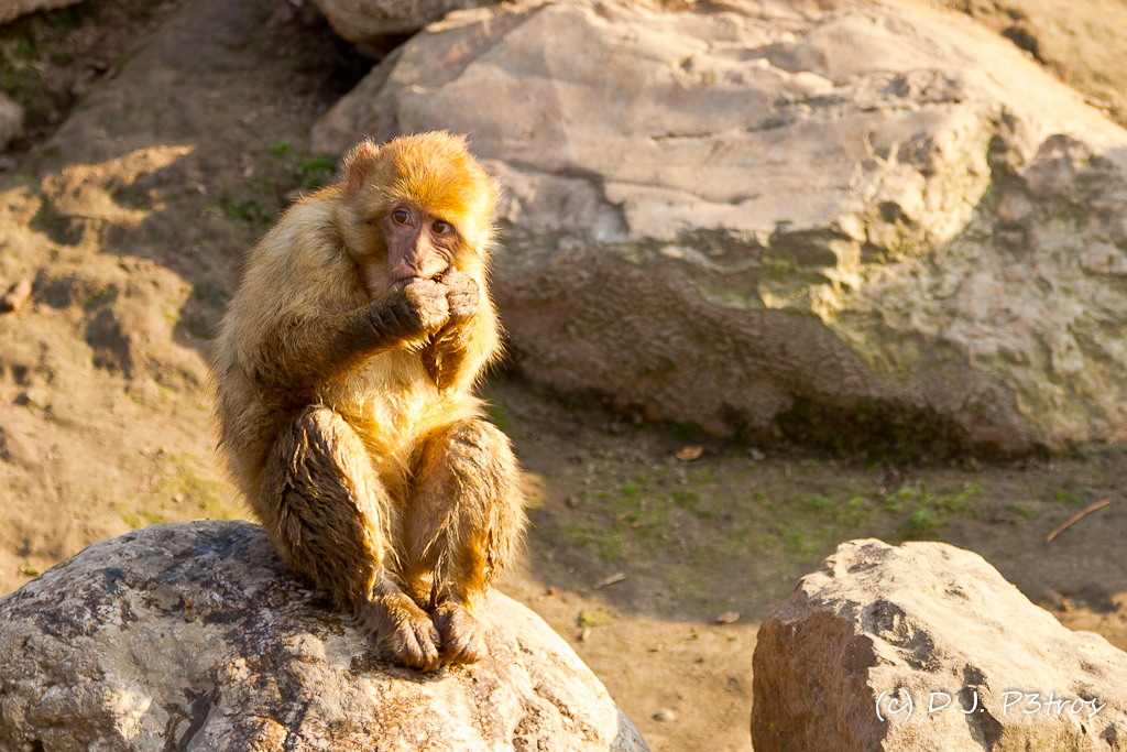 Dirty Monkey Trying to Crack a Nut D.J. P3tros Flickr
