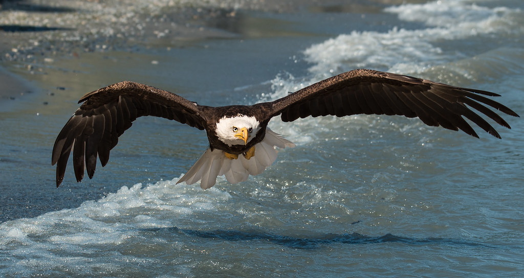 Bald Eagle Lake Erie Another shot of Sammy flying at Lake … Randy Pryde Flickr