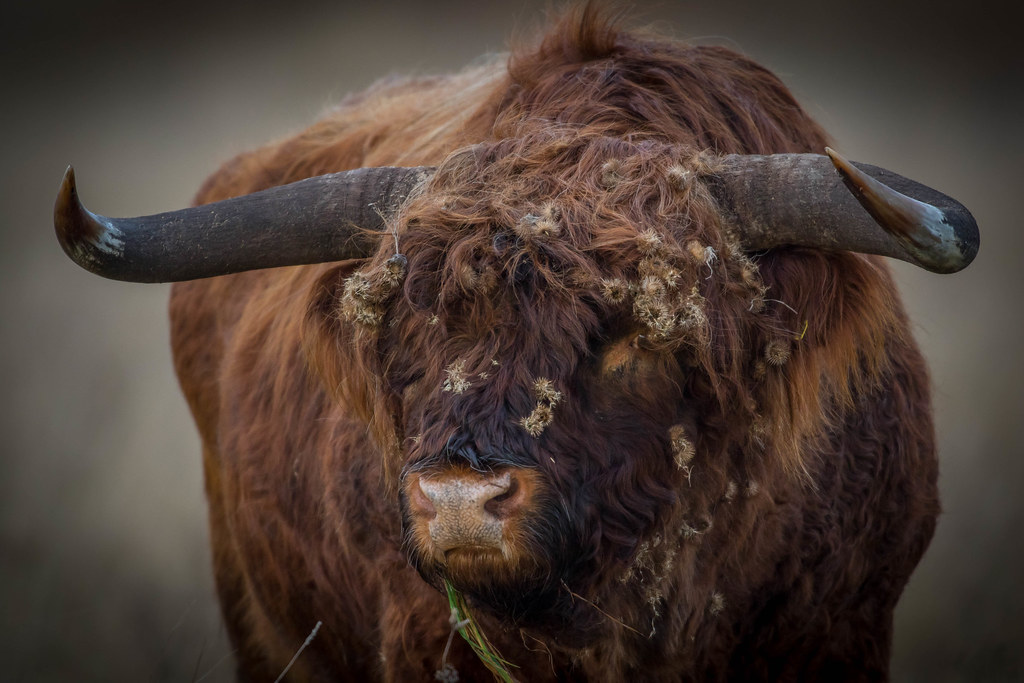 highland bull huge bull from burwell colin mayes Flickr