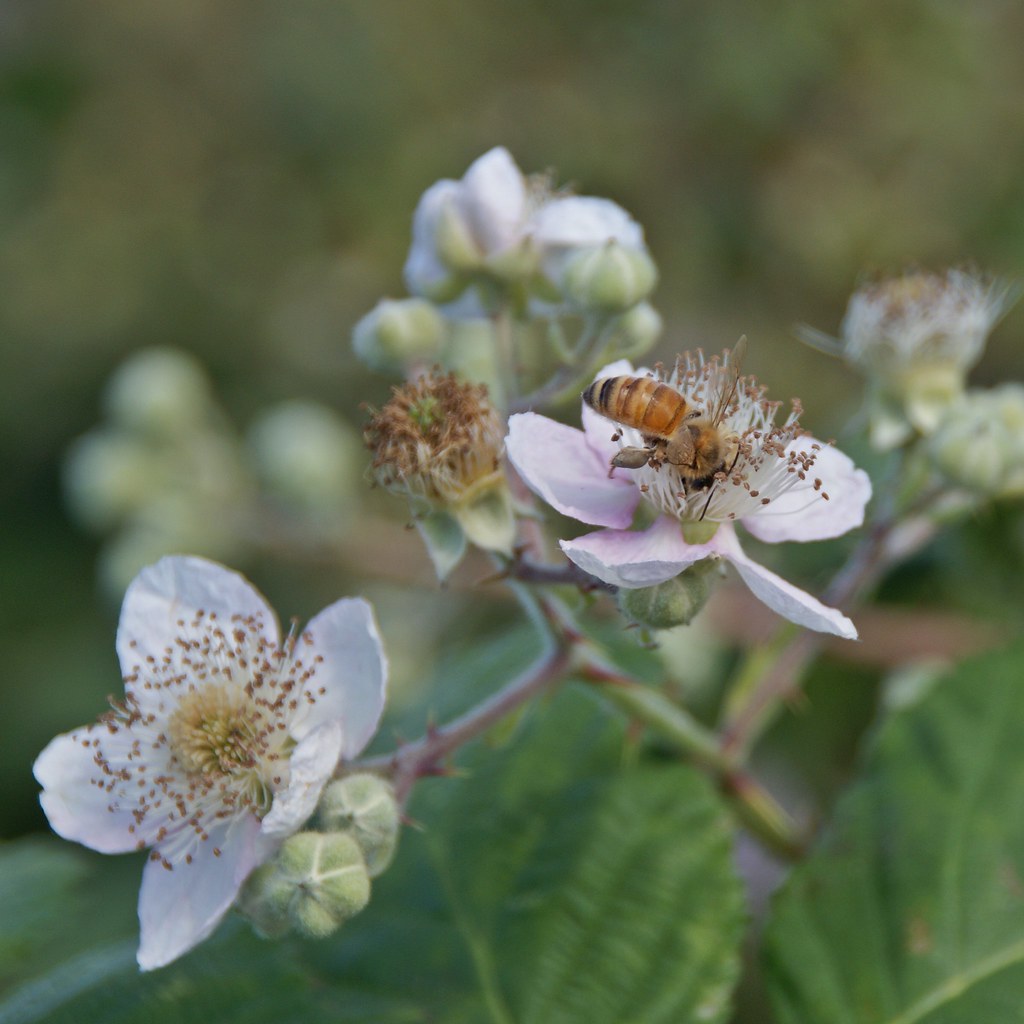 Bee in the Blackberries Vancouver, B.C. Neal Flickr