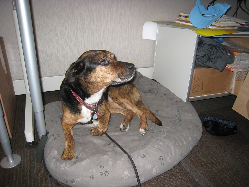 You can bring your dog to work at Clif Bar HQ. How cool is… Flickr