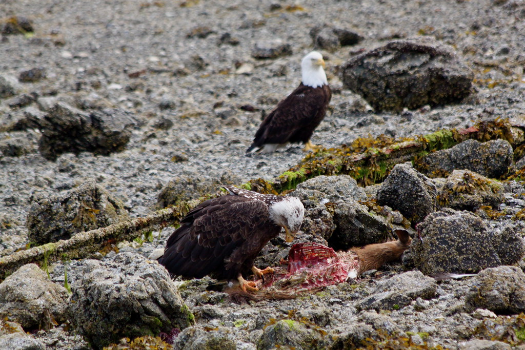 Bald Eagles on the beach in Ucluelet Eating carrion, a dea… Flickr