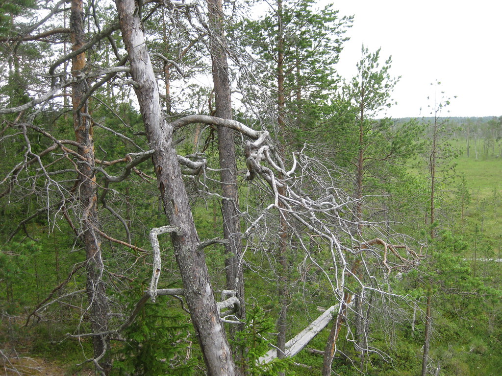 Fallen trees whiten with the seasons Ruxandra Flickr
