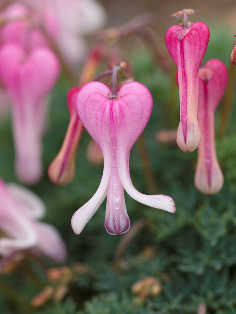 Dicentra peregrina コマクサ, Dicentra peregrina, Mt. Iodake, … Flickr