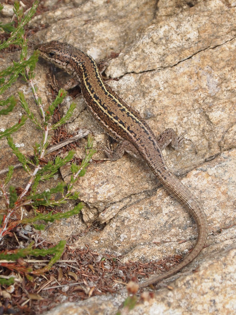 Spanish Wall Lizard, Podarcis hispanicus Vigo, Galicia