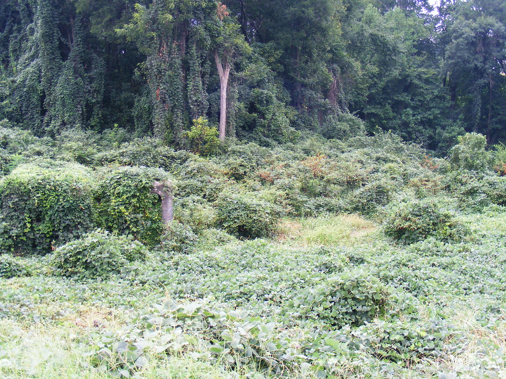 REM Murmur album cover Kudzu Field, Athens GA small white Flickr