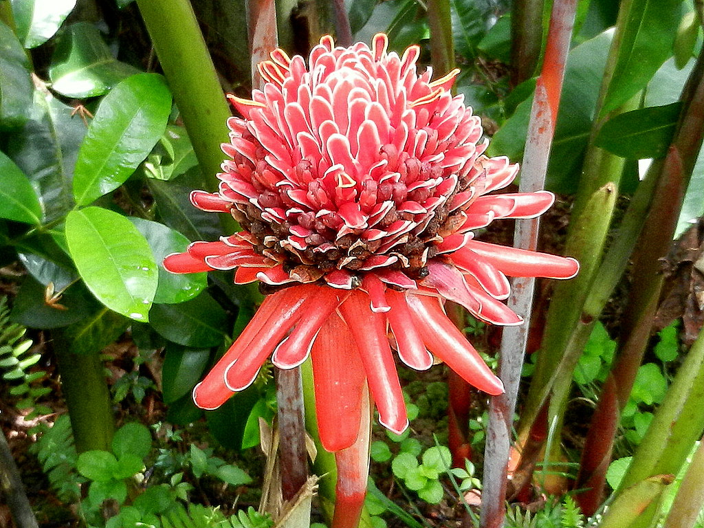 A very rare flower that grows in humidity. Do you know its… Flickr