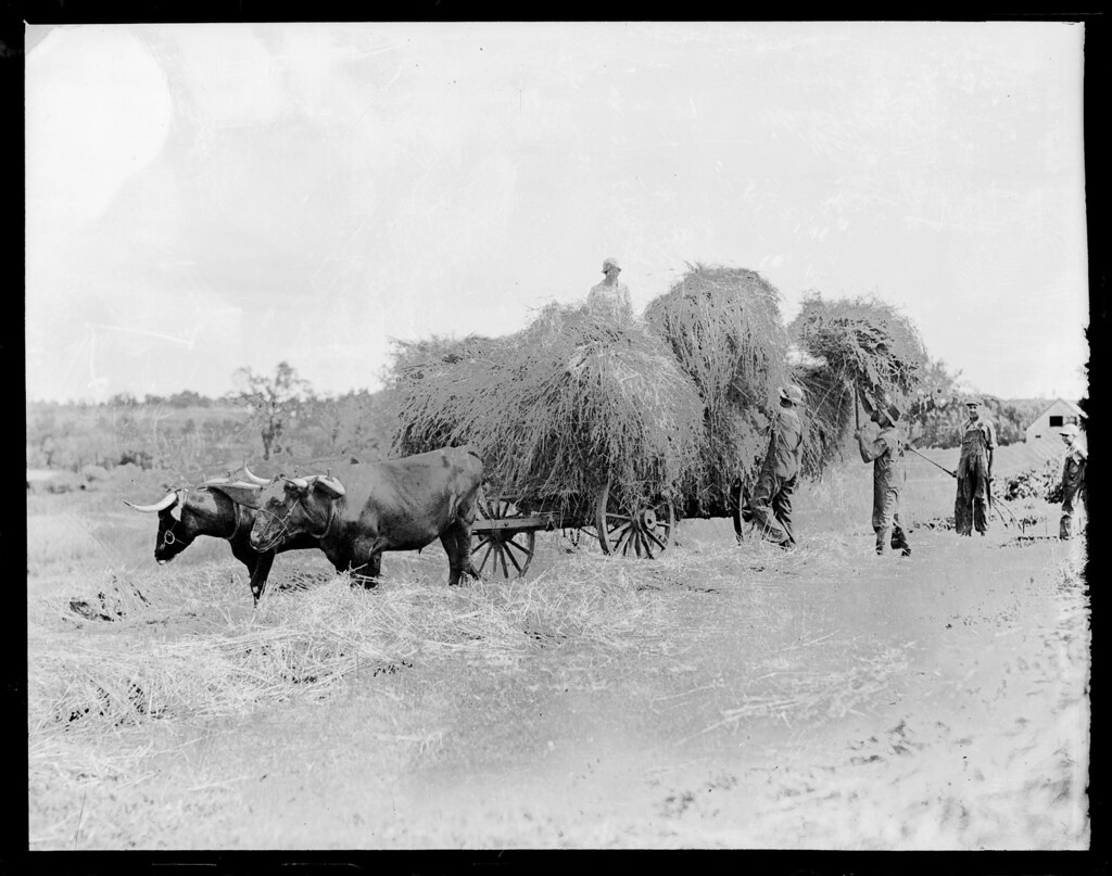 Pitching hay onto hay cart File name 08_06_003825 Title … Flickr