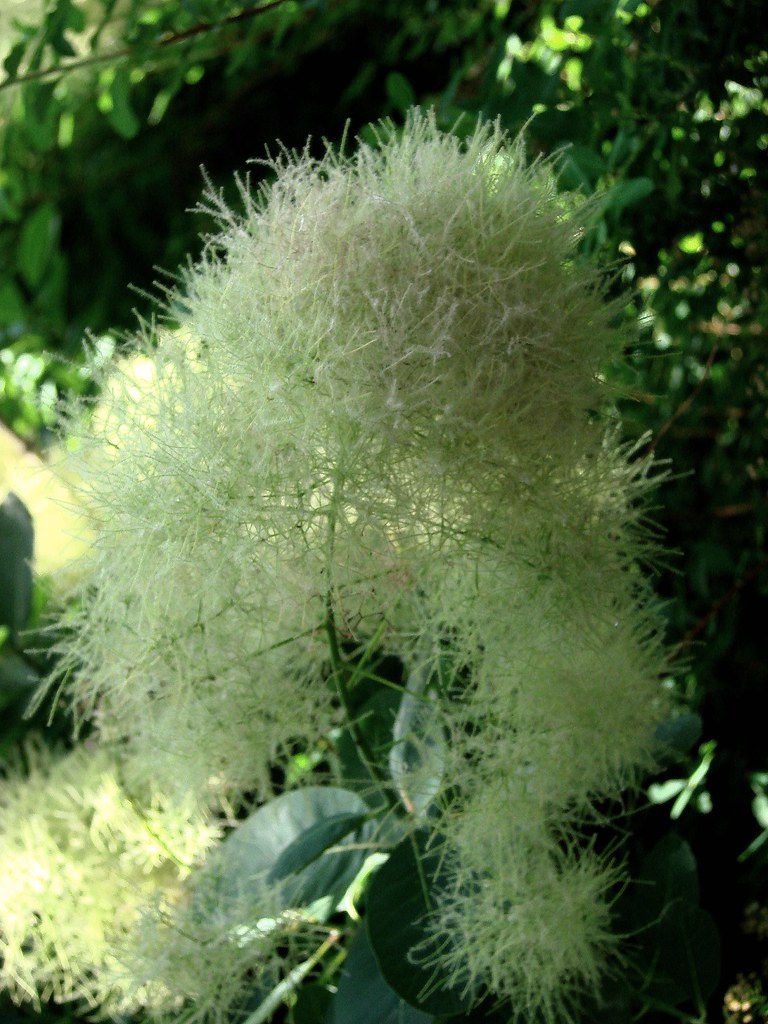 Flower Cazenovia Park Buffalo, NY I took this at Cazenovia… Flickr
