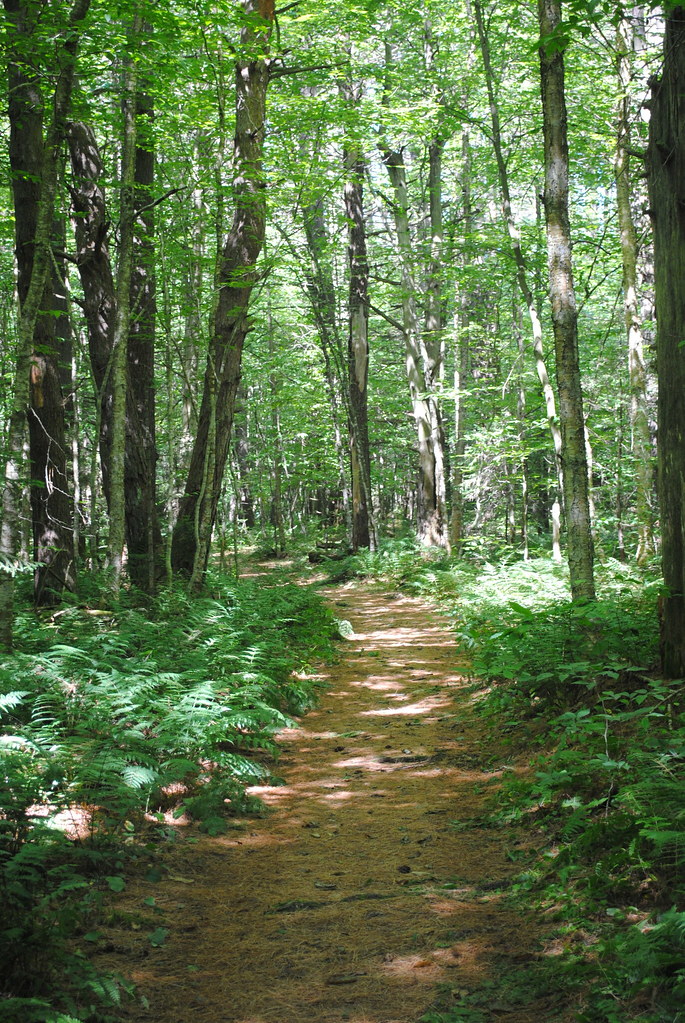 Trail at Lake Julia Site Flickr