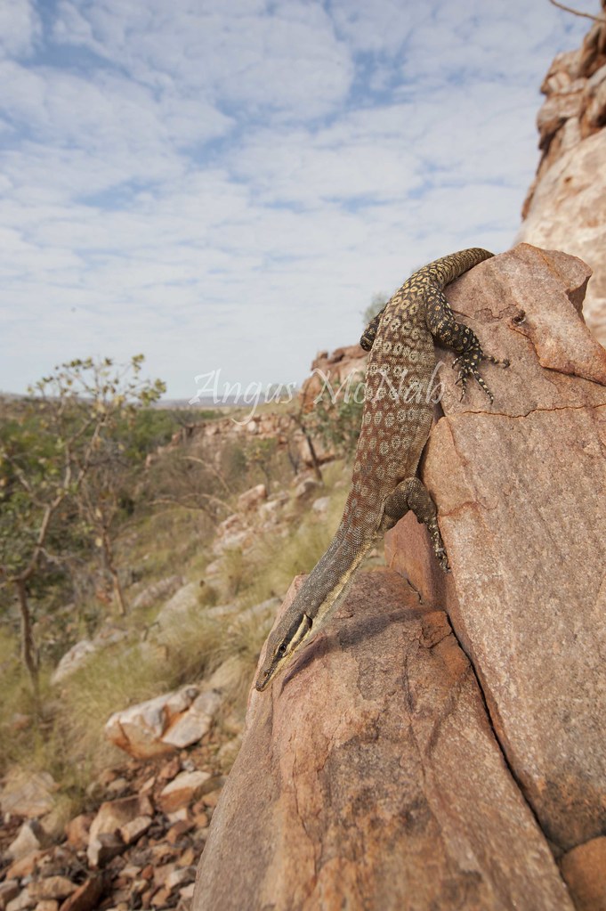 Kimberley Rock Monitor (Varanus glauerti) Kimberley Rock M… Flickr