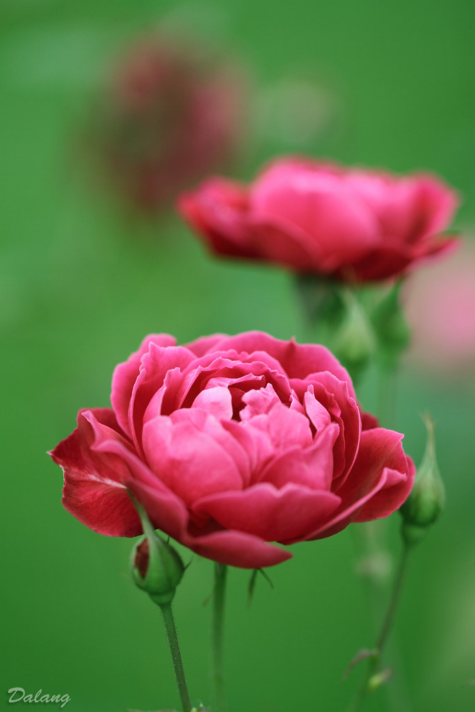 Pink roses SOOC Exposure 0.003 sec (1/400) Aperture f/2.8 … Flickr