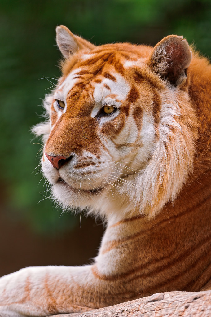 Golden Tiger Wallpaper Hd