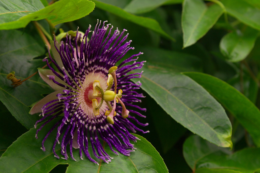 Passion Fruit Flower ( Passiflora incarnata) Passion Fruit… Flickr