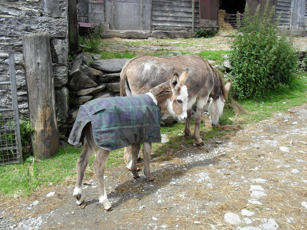 donkey rug 030 Quarabian Flickr