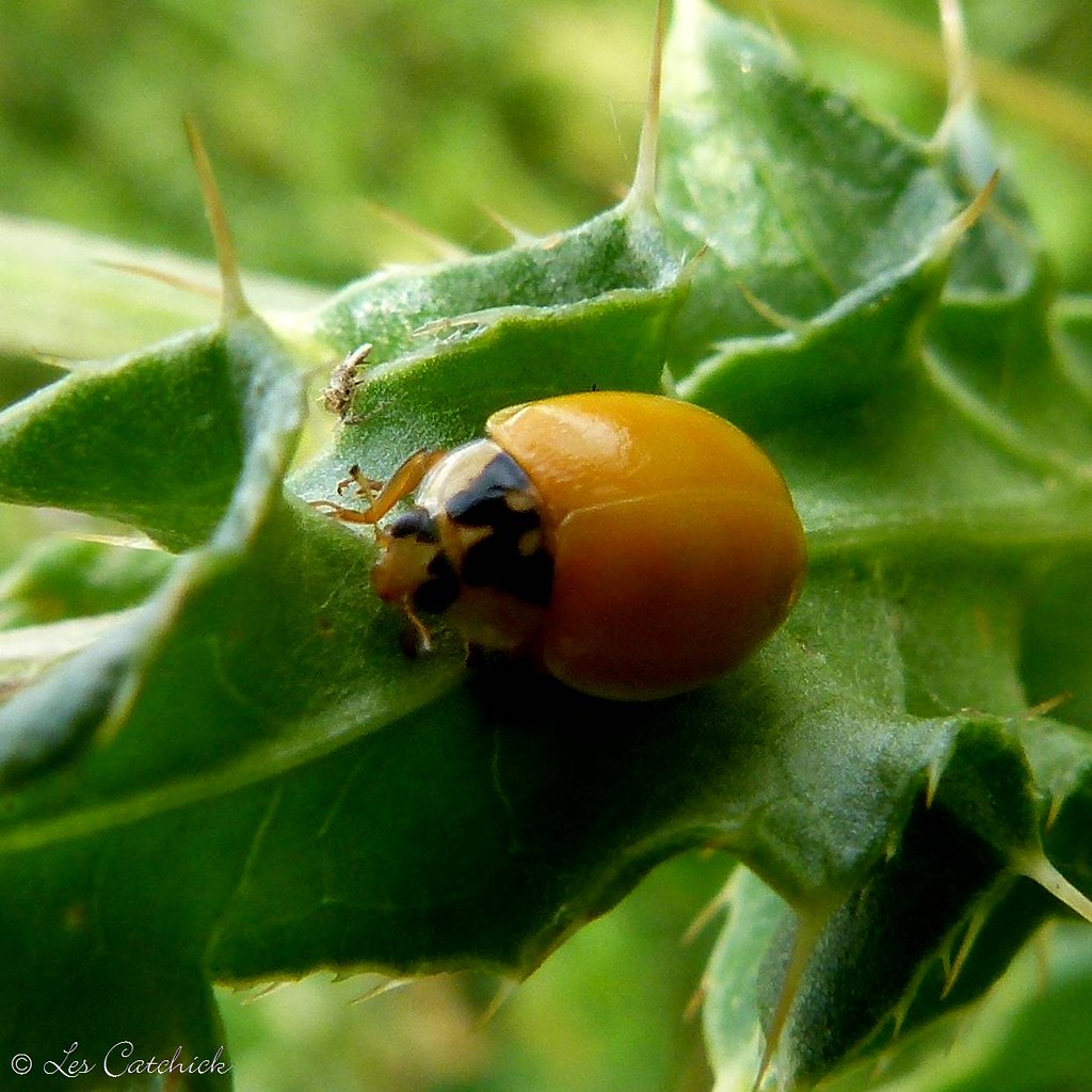 Ladybird without spots I can find no details of ladybirds … Flickr