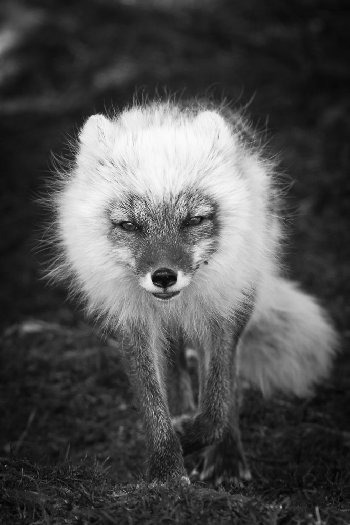 Arctic Fox Arctic Fox, changing from winter fur to summer … Flickr