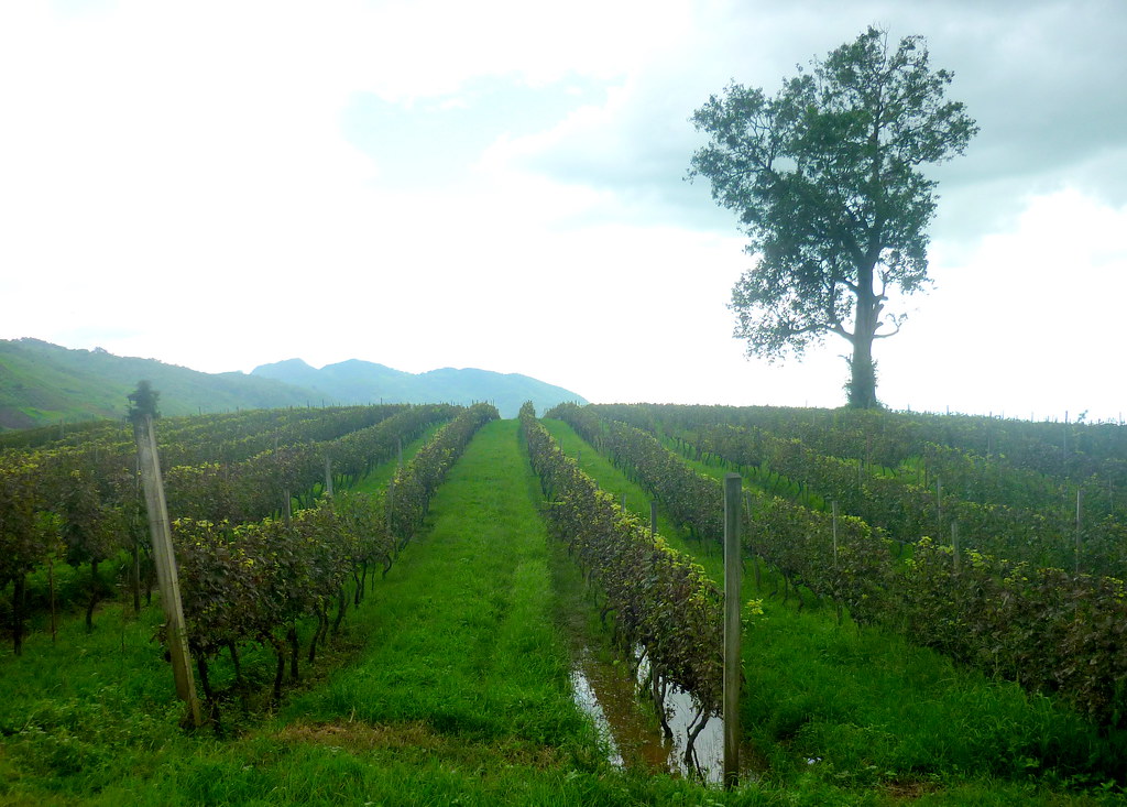 Sunset Wine Garden Located at Aye Thar Yar (Taunggyi