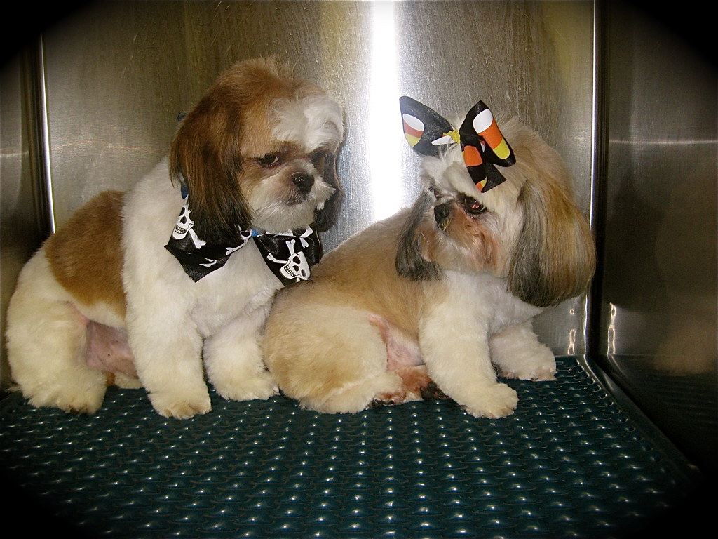 Four Paws Pet Grooming Book your next grooming services to… Flickr