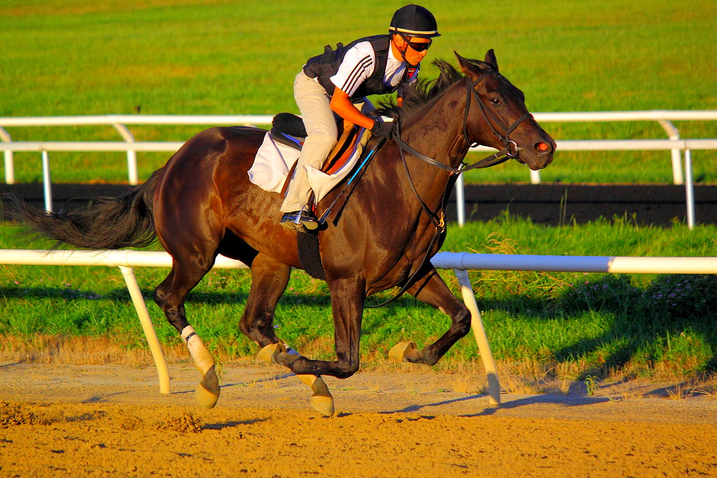 Thoroughbred Horse training Fair Hill Training Center, M… Flickr