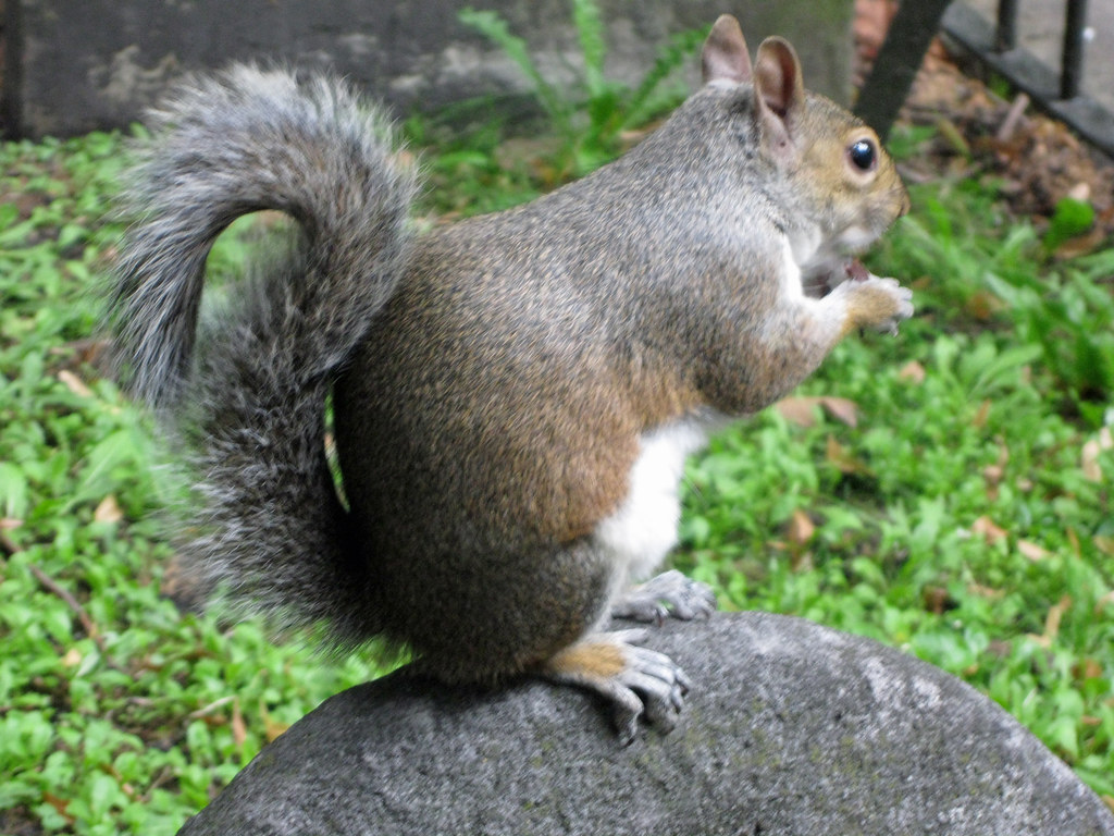 Squirrel 1 Discovered squirrels like mint poppets or to … Flickr