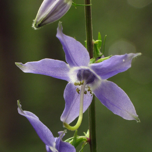 Tall Bellflower Campanula americana growing on Grandfather… Flickr