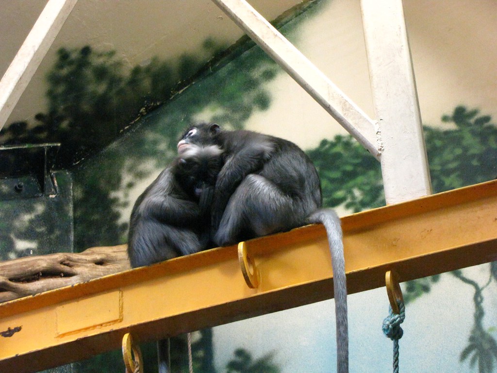 Phila Zoo Primate House Monkeys 3 Philadelphia Zoo / Old… Flickr