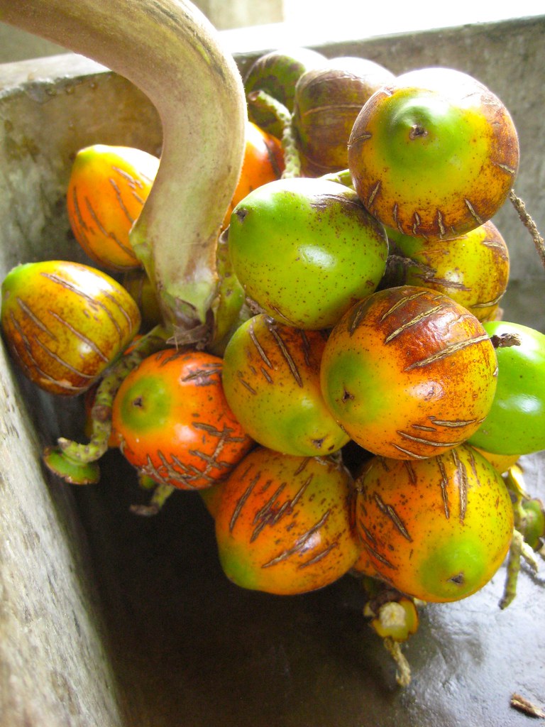 Trip to Kairos farm Flickr