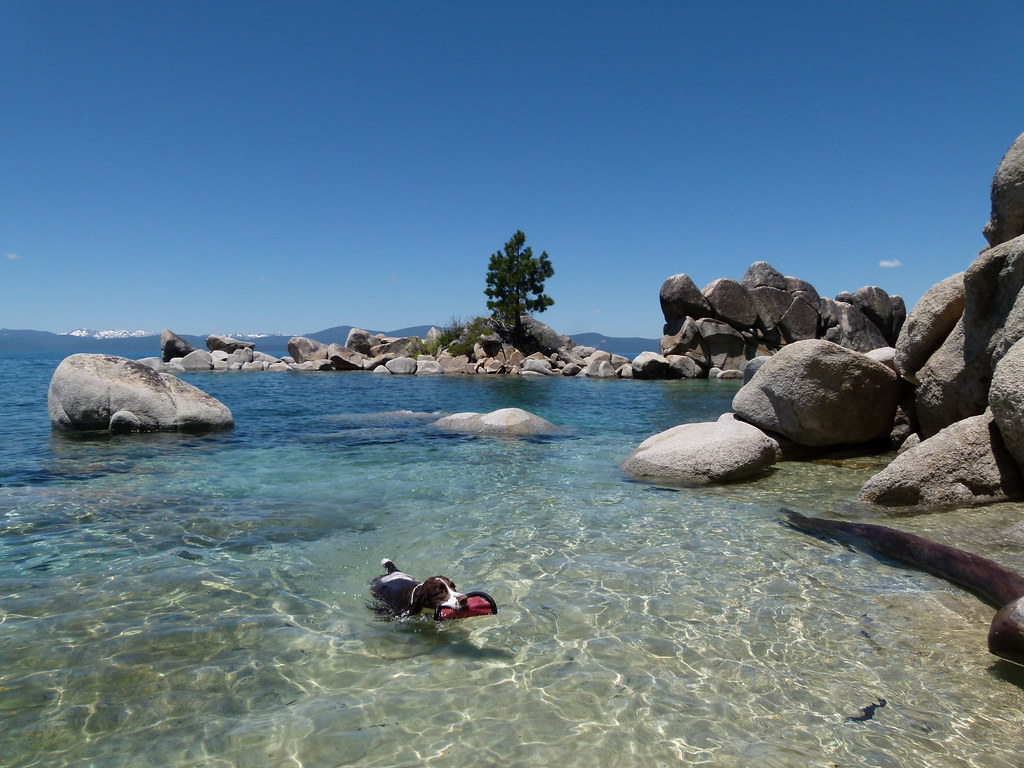Koyuk Koyuk playing his game of retrieving in the clear an… Flickr