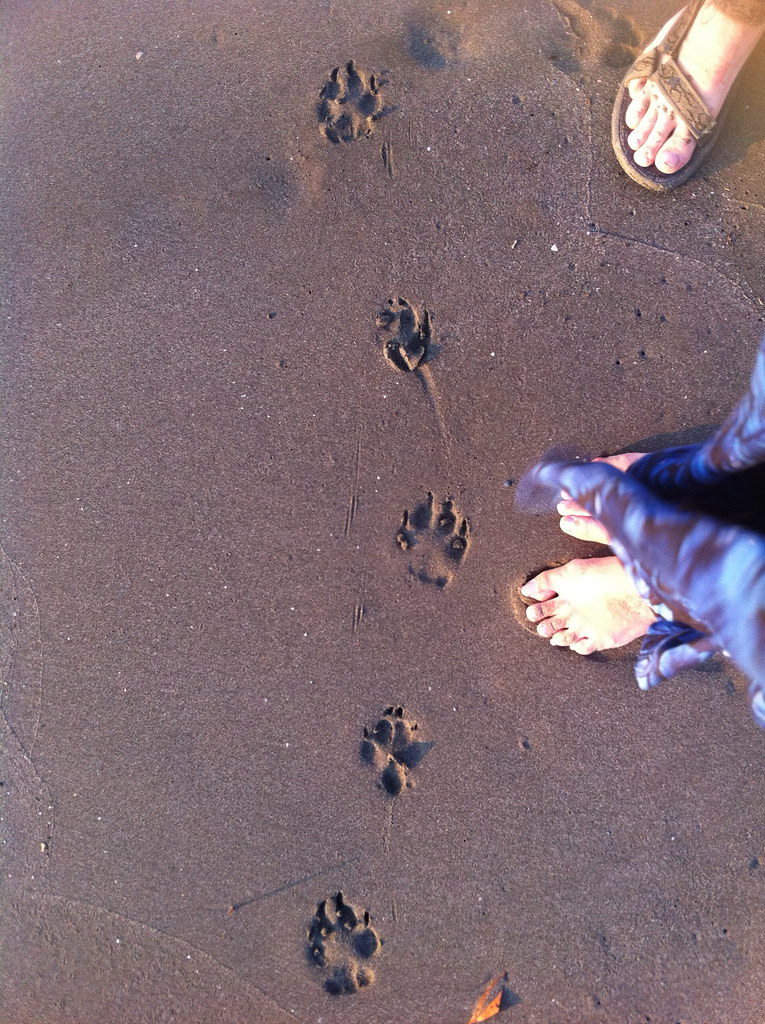 Dog Footprints miumomo ♥ Flickr